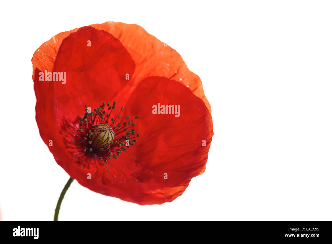 Close up of Poppies, poppy flower, macro shots,backlit. The remembrance poppy used to commemorate soldiers who have died in war. Stock Photo