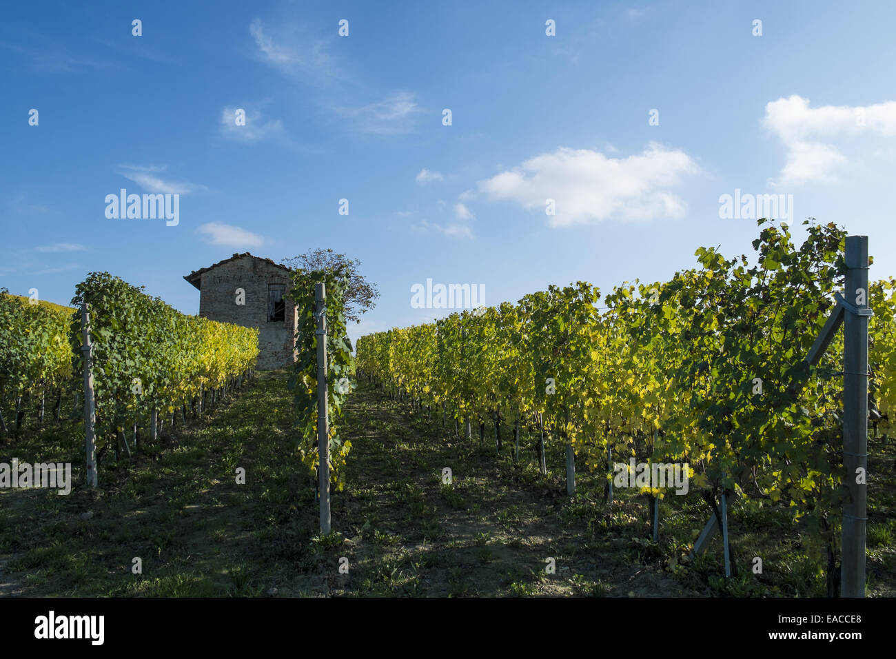 Vineyards of Piedmont: Langhe-Roero and Monferrato Stock Photo