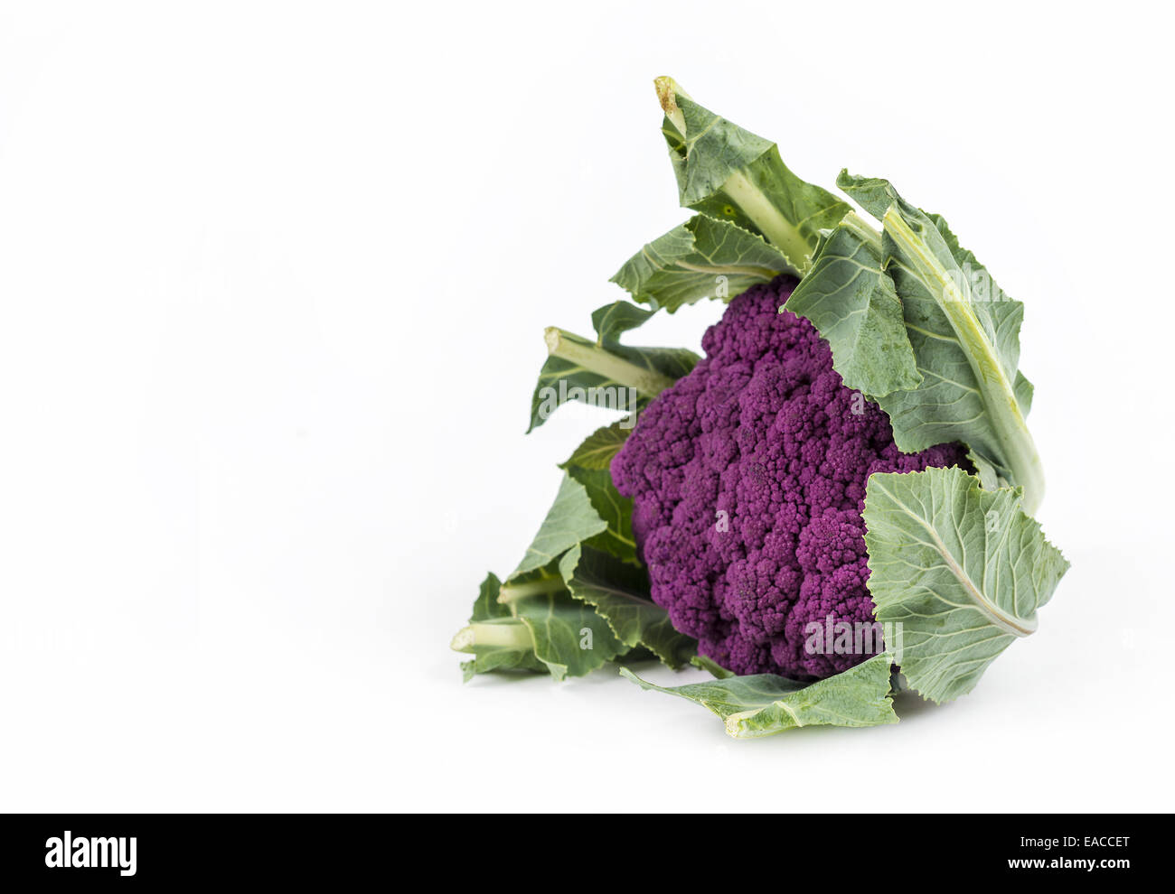 Purple cauliflower Stock Photo