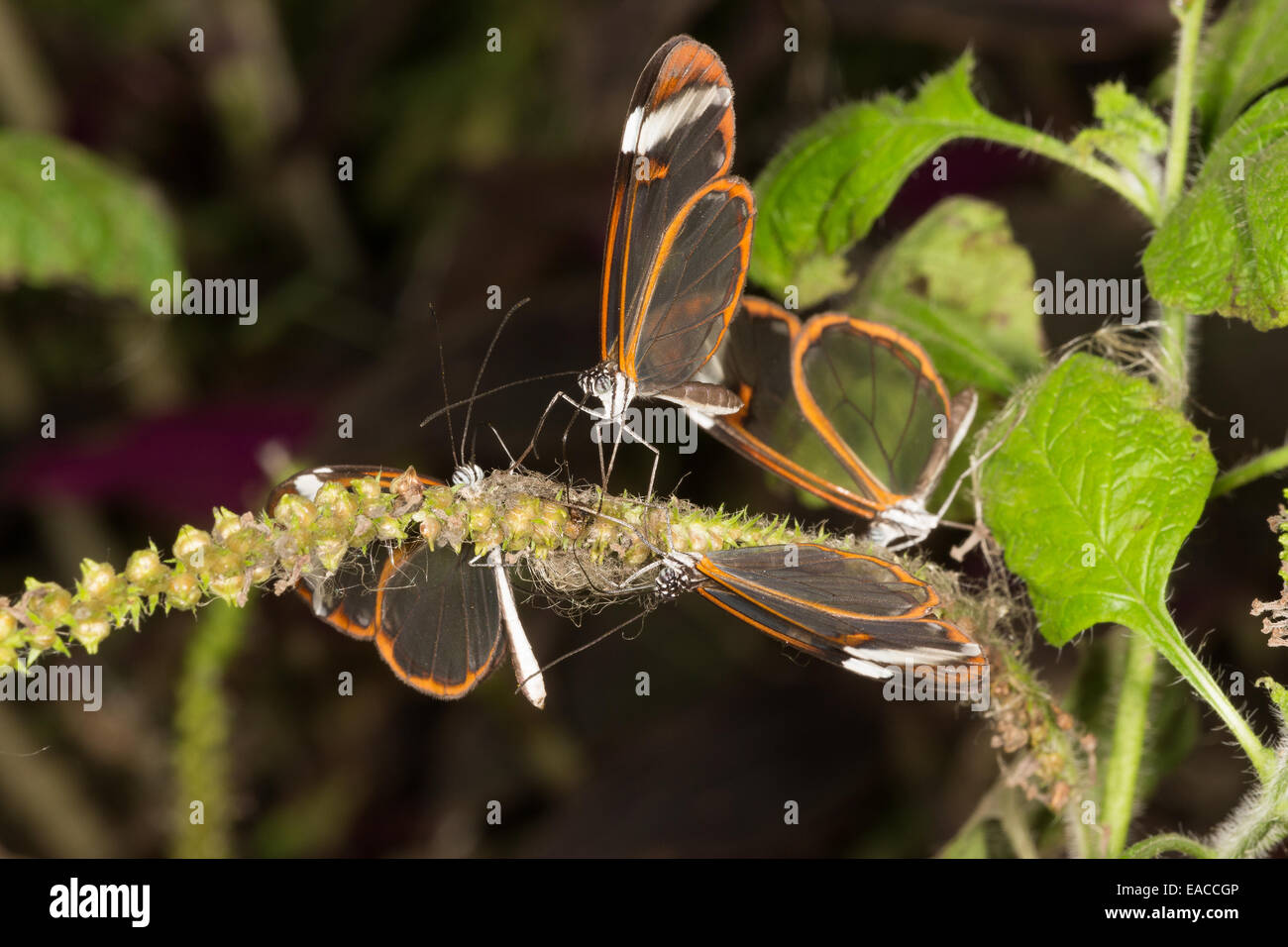 'Glass Wing' butterflies (Greta oto), drinking at North Somerset Butterfly House Stock Photo