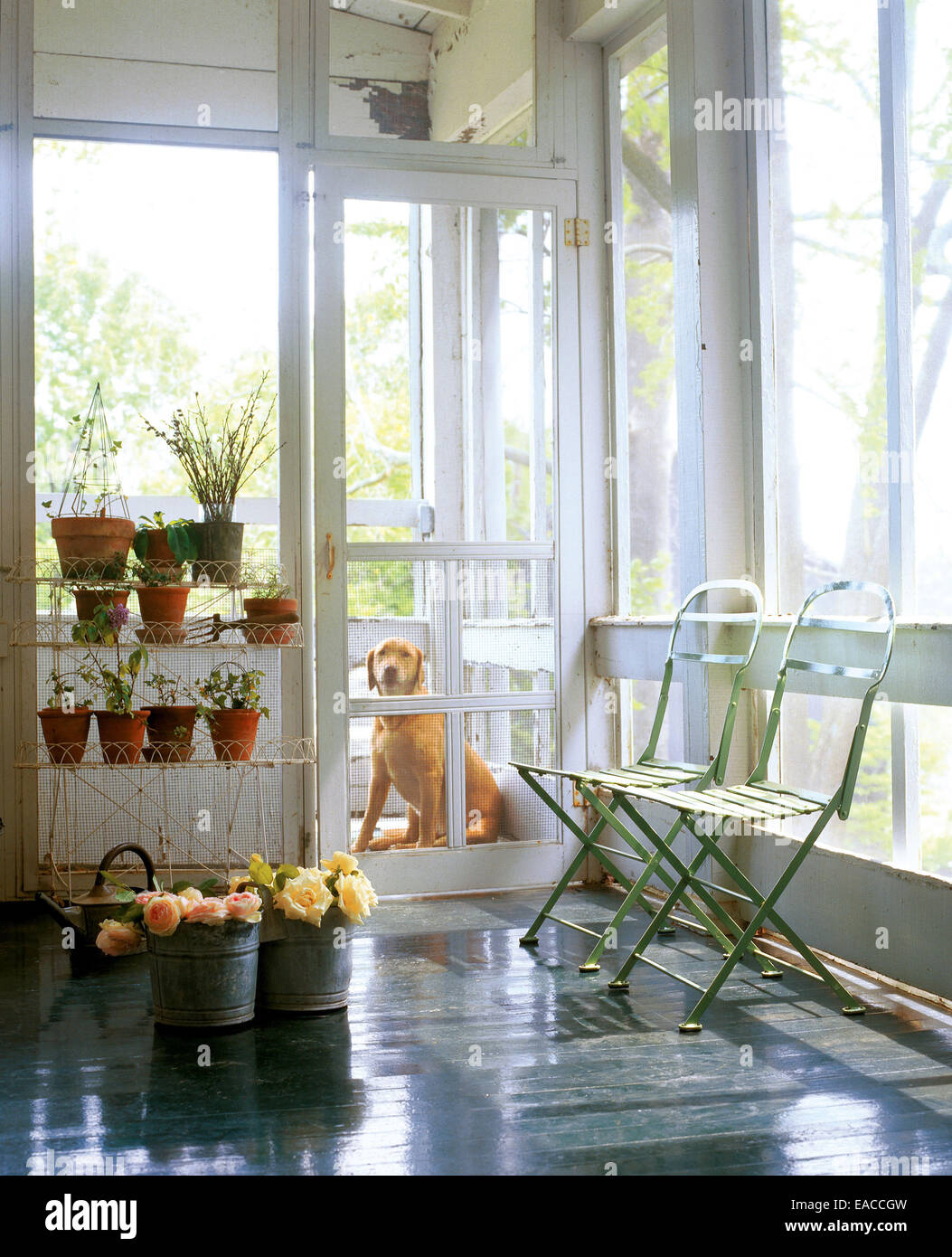 screened porch with dog waiting by door Stock Photo