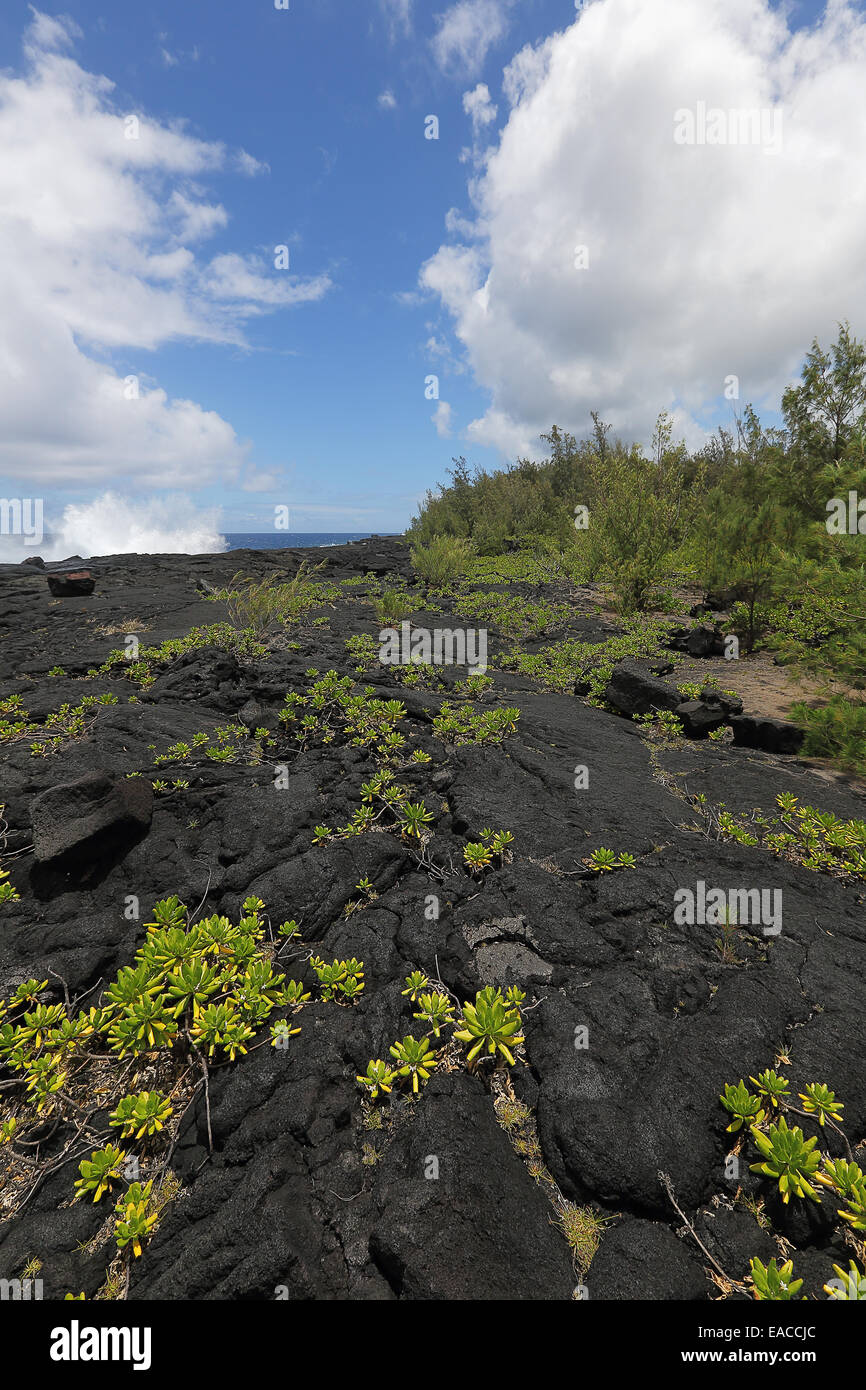 Plants grow right out of the lava of the rocky coastline of the big island of Hawaii Stock Photo
