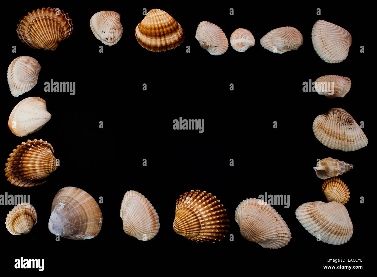 Sea shells photographed on floor Stock Photo