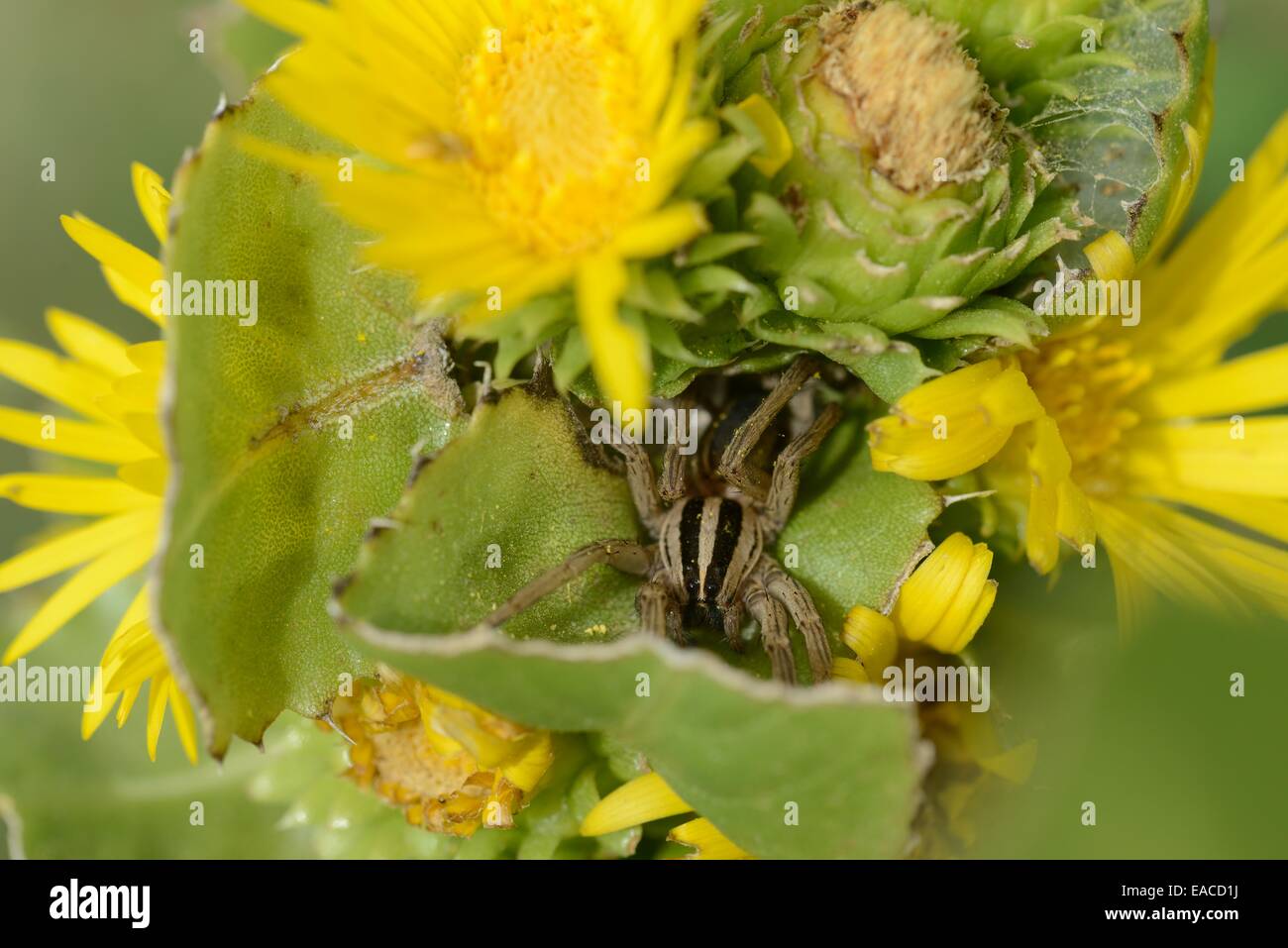 Saw-Leaf Daisy with a Grass Spiders Stock Photo