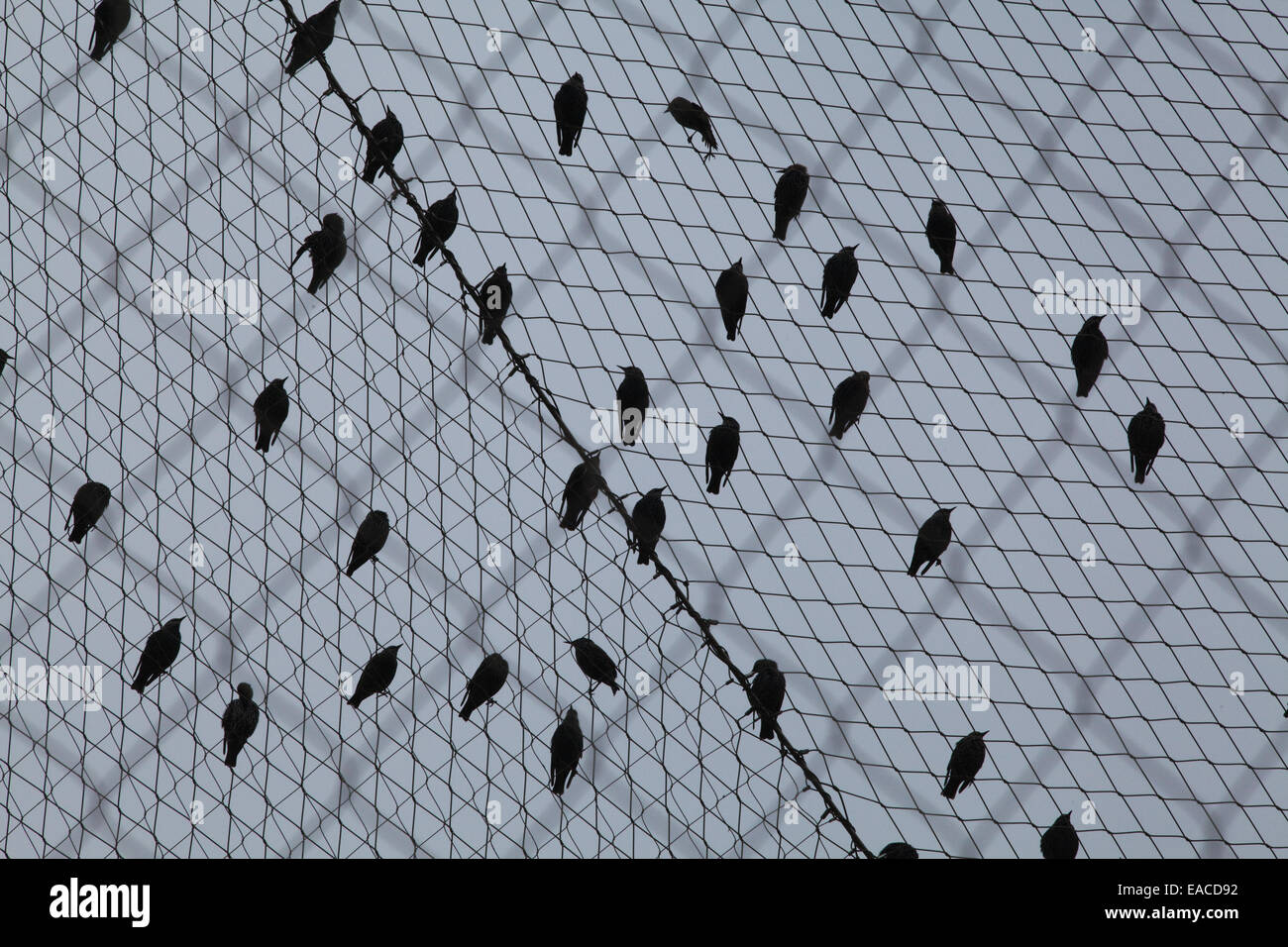 Starlings (Sturnus vulgatis). Wild birds congregating on the outside netting of an aviary before going on to a roosting site for Stock Photo