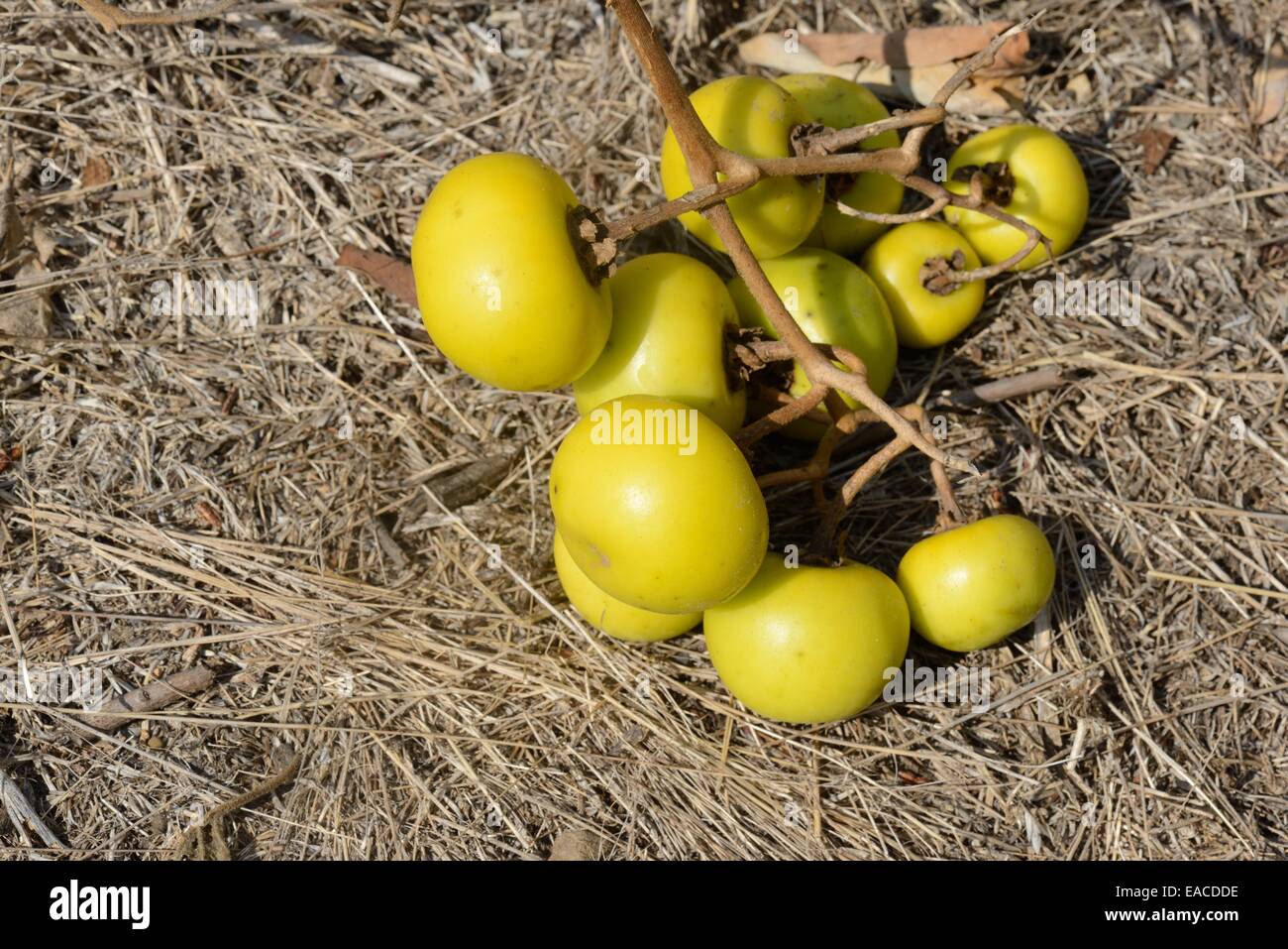 Nightshade Hi Res Stock Photography And Images Alamy
