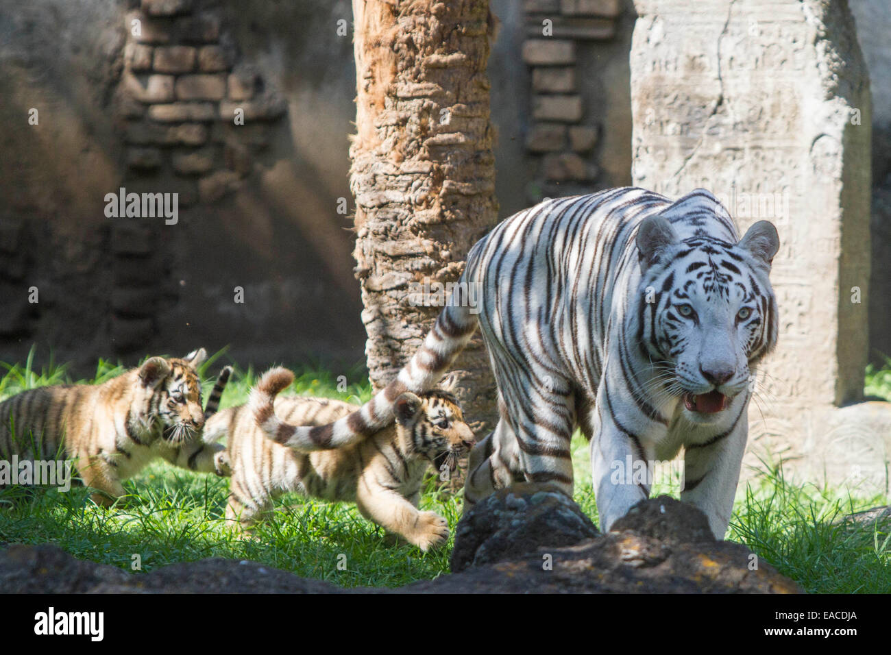 Guatemala City, Guatemala. 11th Nov, 2014. Cubs of Bengal tiger play