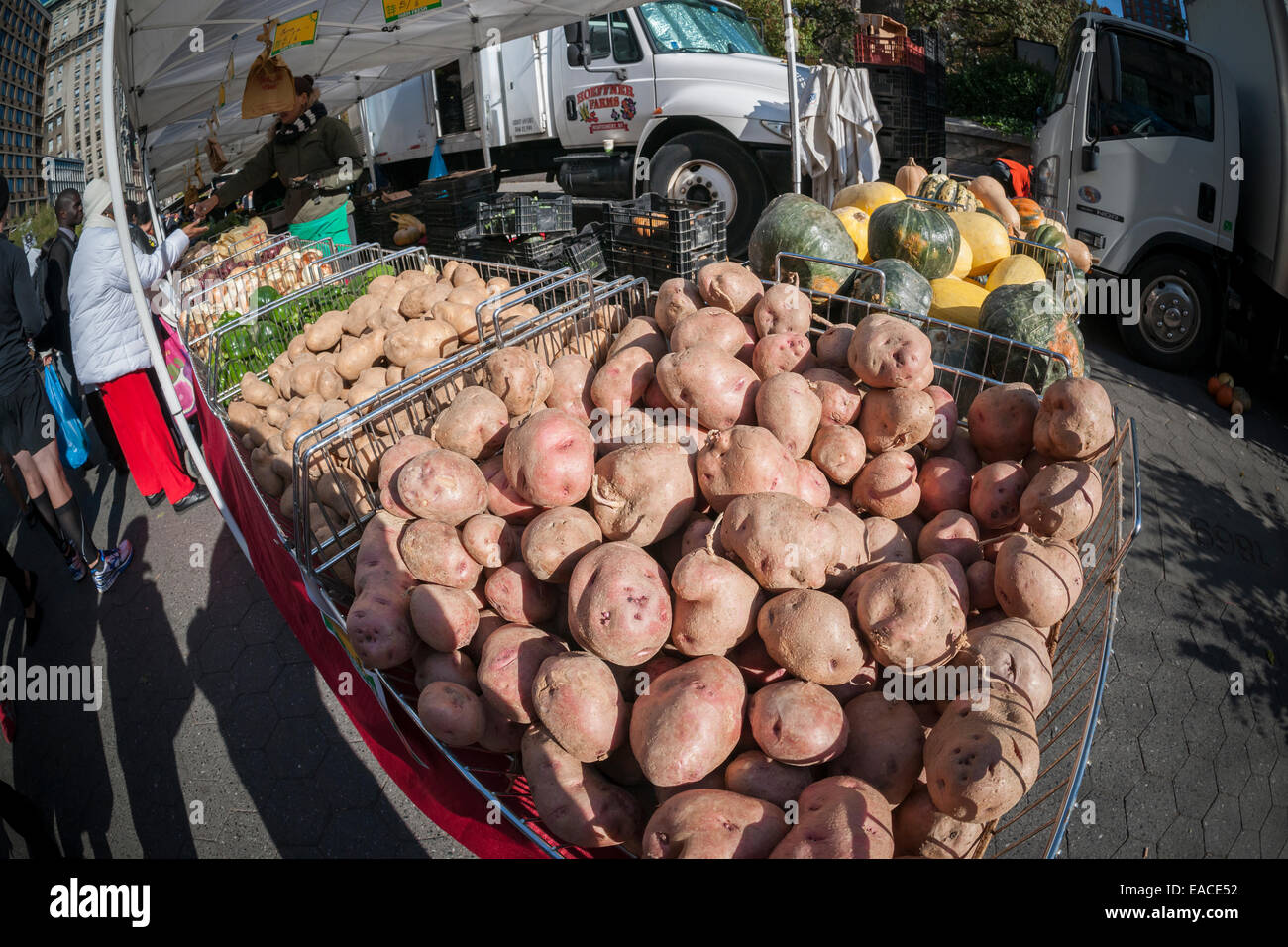 Different varieties of local non-GMO potatoes at the Union Square Greenmarket in New York Stock Photo