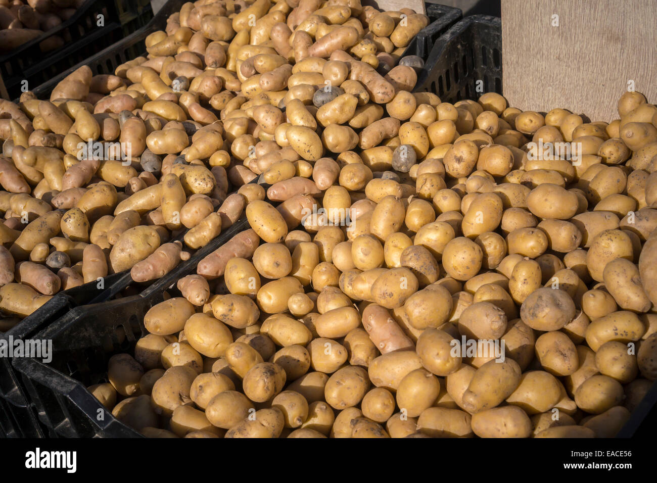 Local non-GMO potatoes at the Union Square Greenmarket in New York Stock Photo