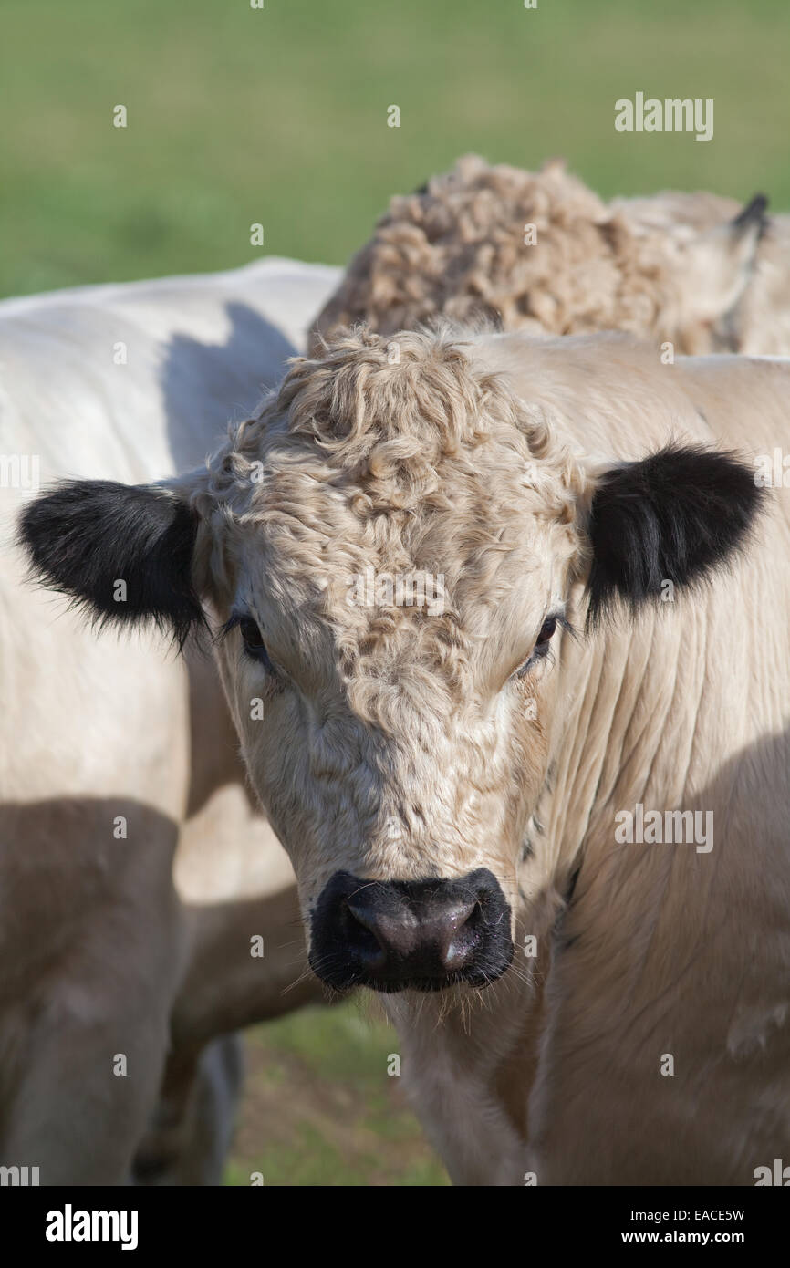 White Park Bull (Bos taurus).  Domestic cattle. Polled, - horns removed. Black points of ears, eye-lids, and muzzle shown. Stock Photo