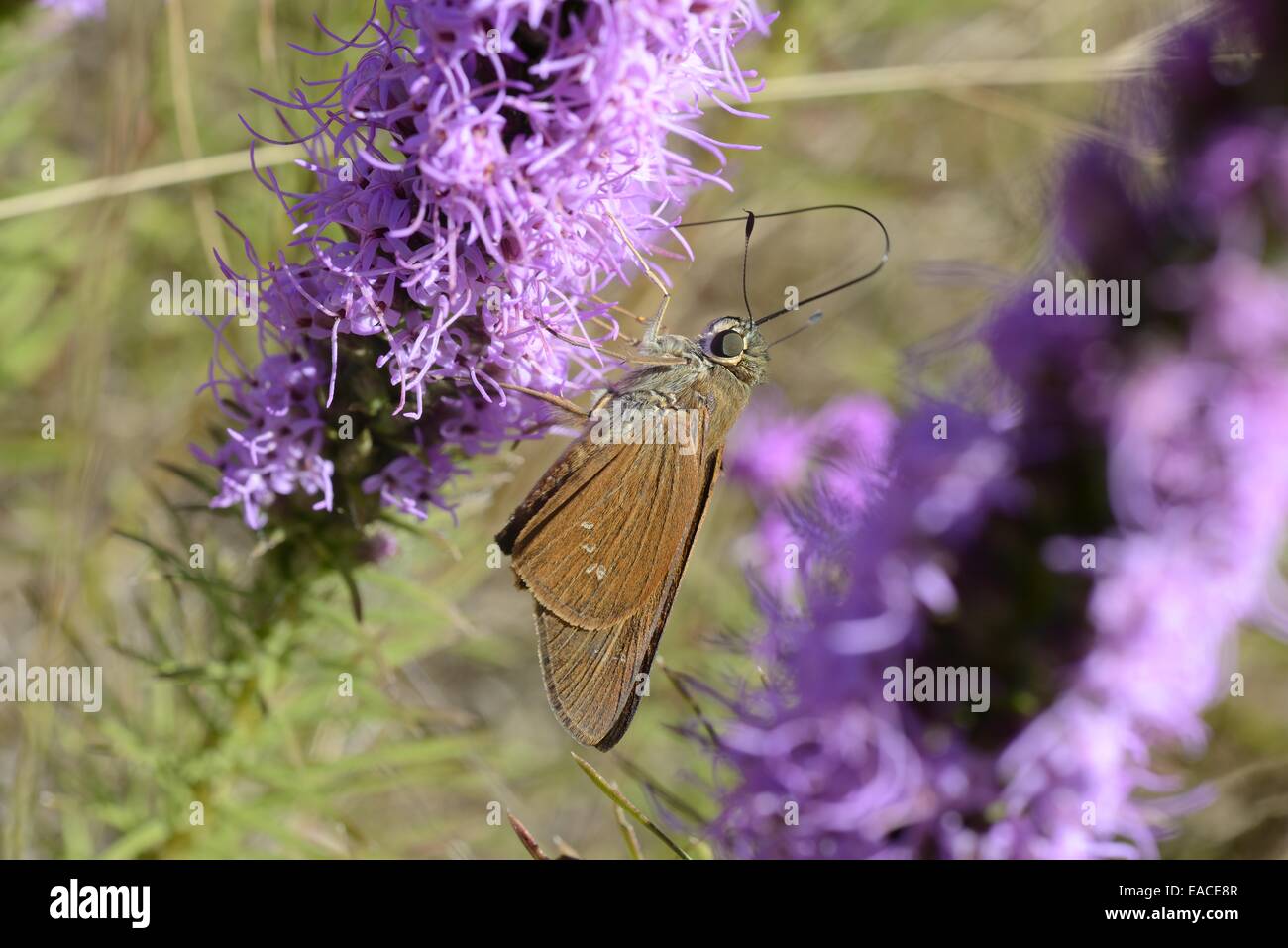 Skipper butterfly on Gayfeather Stock Photo