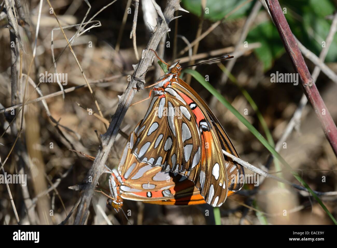 Fritillary gulf butterfly hi res stock photography and images