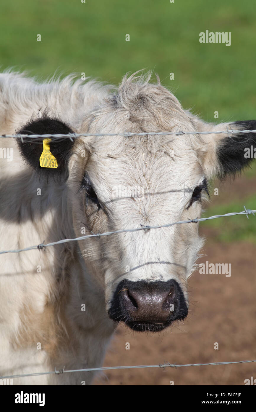 White Park Cow (Bos taurus).  Domestic cattle. Polled, - horns removed. Behind barbed wire fence line. Stock Photo