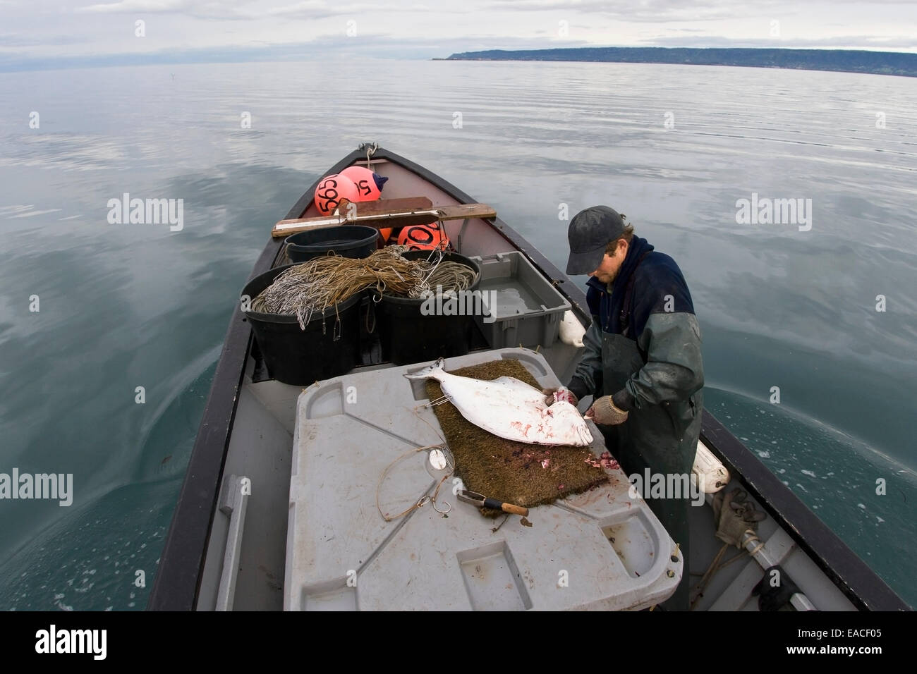Commercial halibut fishing by hand using longline gear out of an open skiff in Kachemak Bay