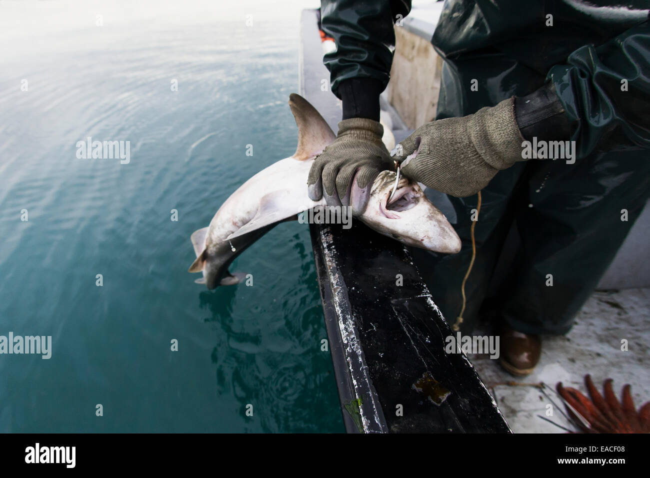 Commercial halibut fishing by hand using longline gear out of an open