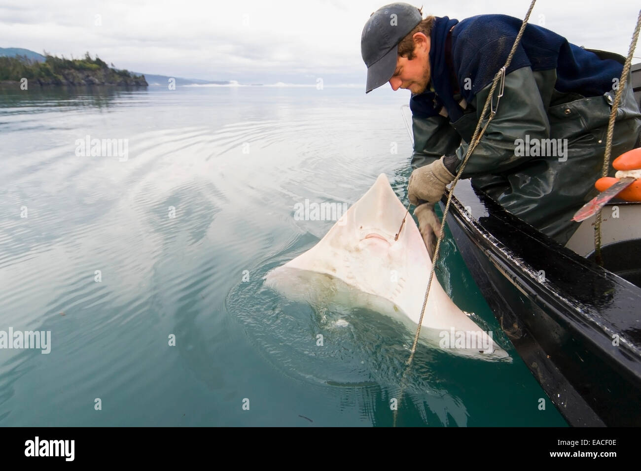 Commercial halibut fishing by hand using longline gear out of an open