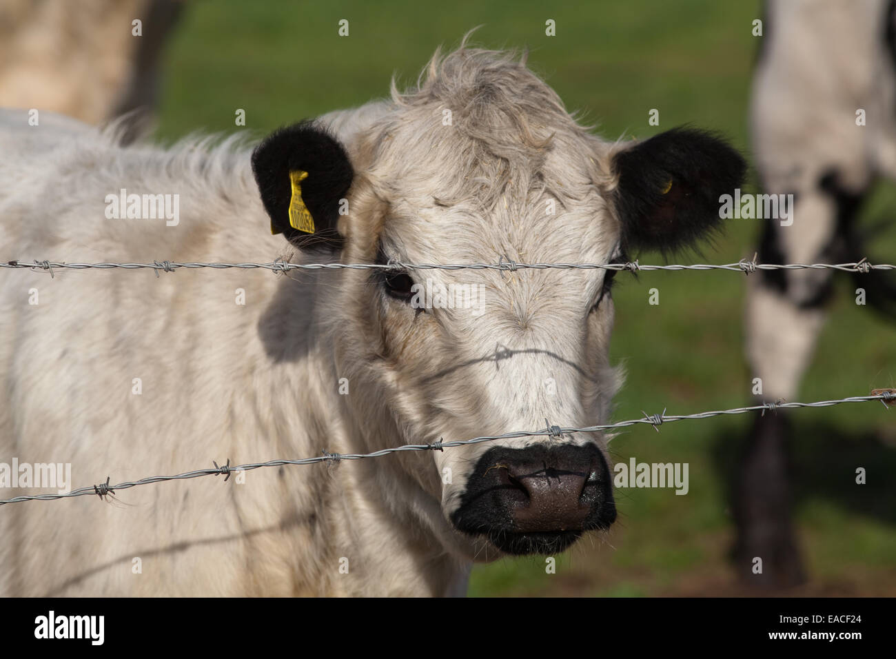White Park Cow (Bos taurus).  Domestic cattle. Polled, - horns removed. Behind barbed wire fence line. Stock Photo