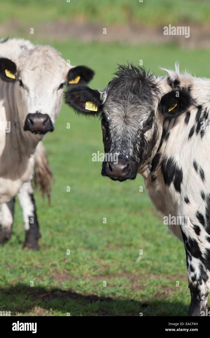 White Park Cows (Bos taurus). Domestic cattle. Polled, - horns removed. Animal on left shows the typical, and preferred by breed Stock Photo