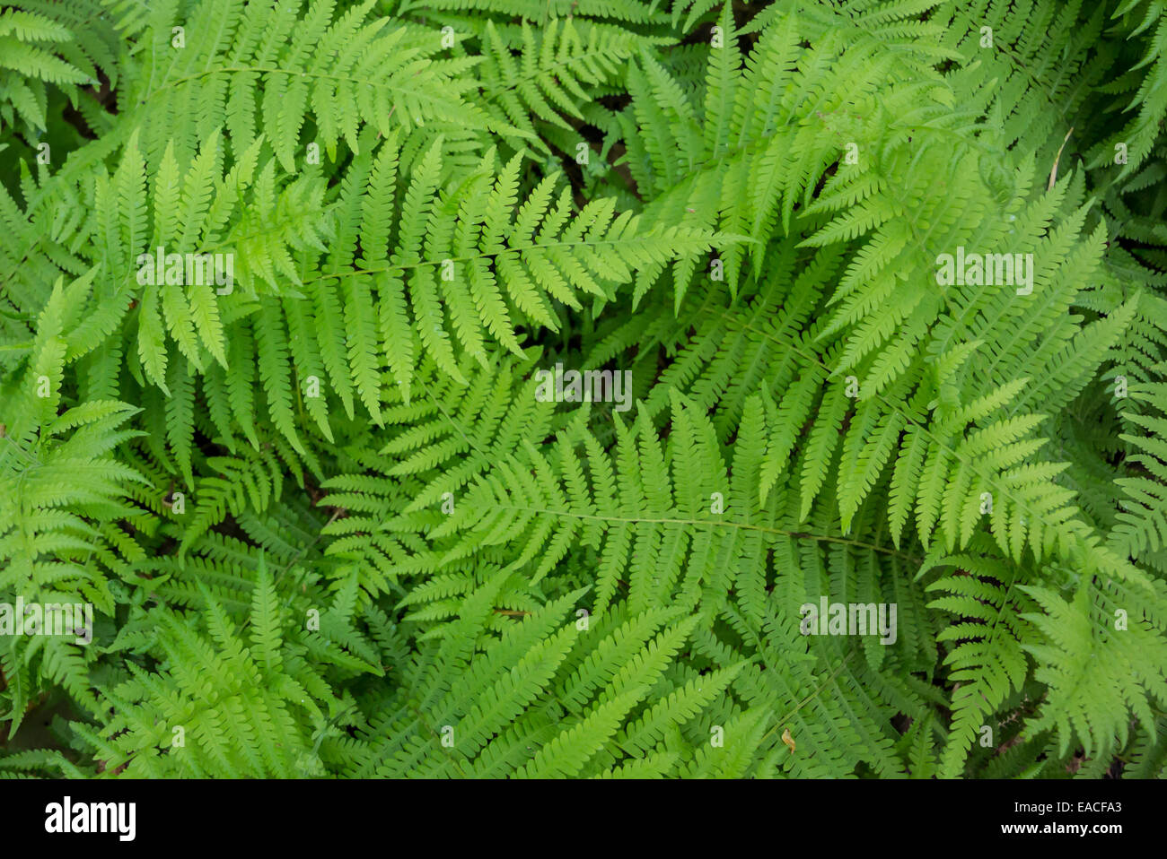 Backdrop of ferns hi-res stock photography and images - Alamy