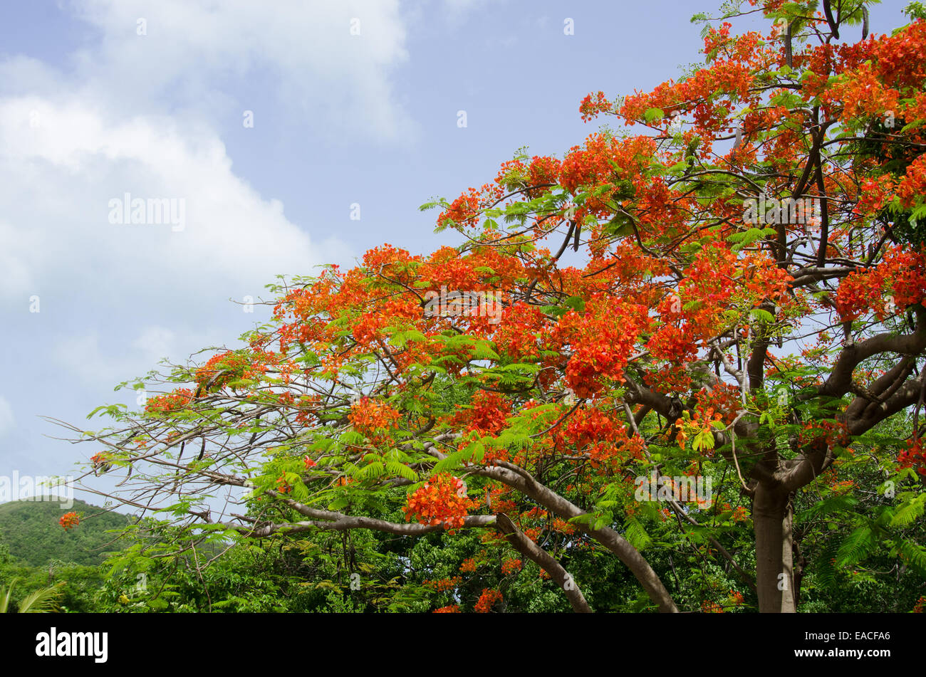 Bright orange flowers bloom on a flamboyant tree in St. John Stock