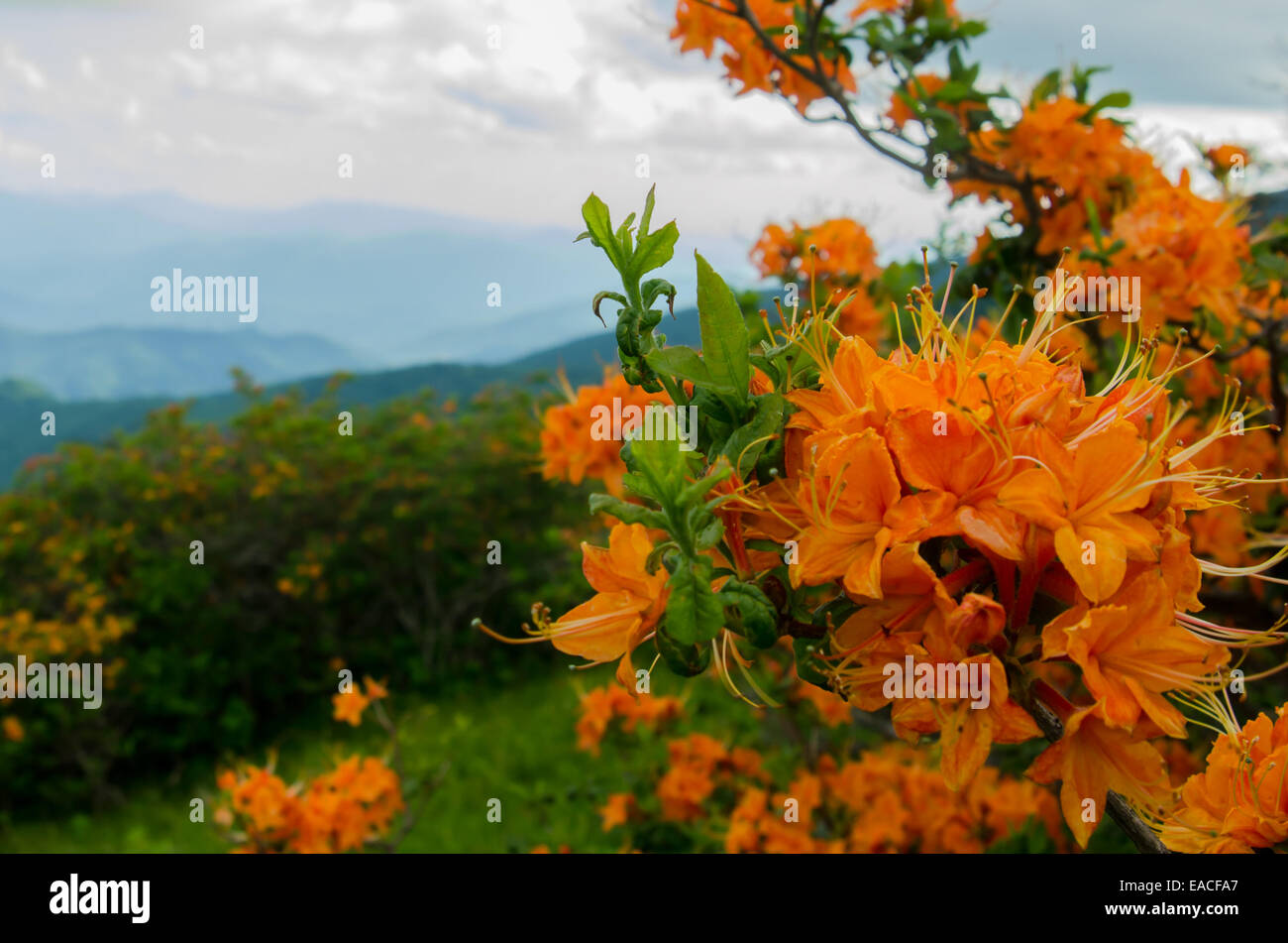 A close up shot of bright orange flame azalea in the Roan Mountain