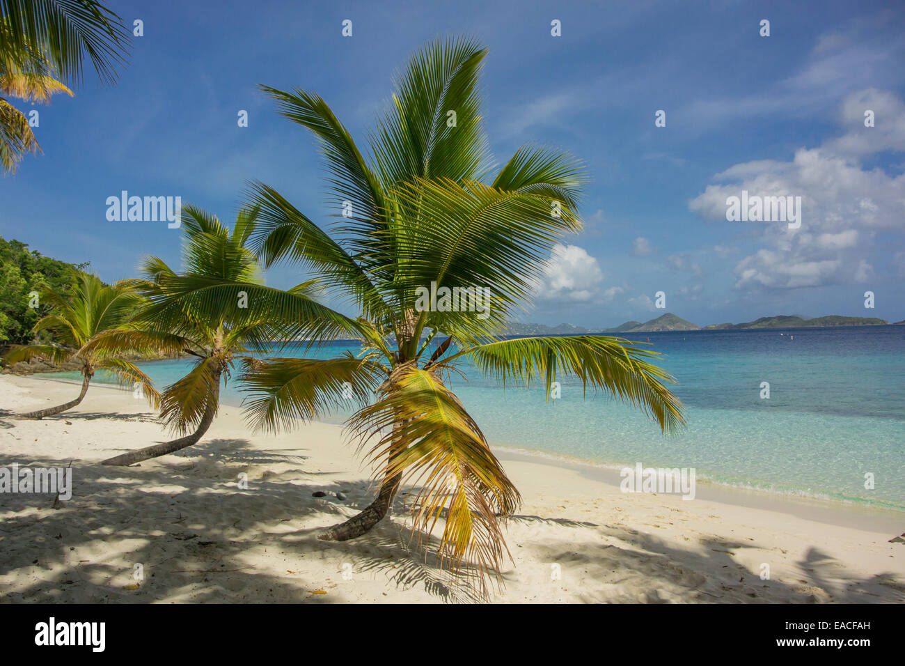A group of three palm trees on Salomon Bay in St. John Stock Photo