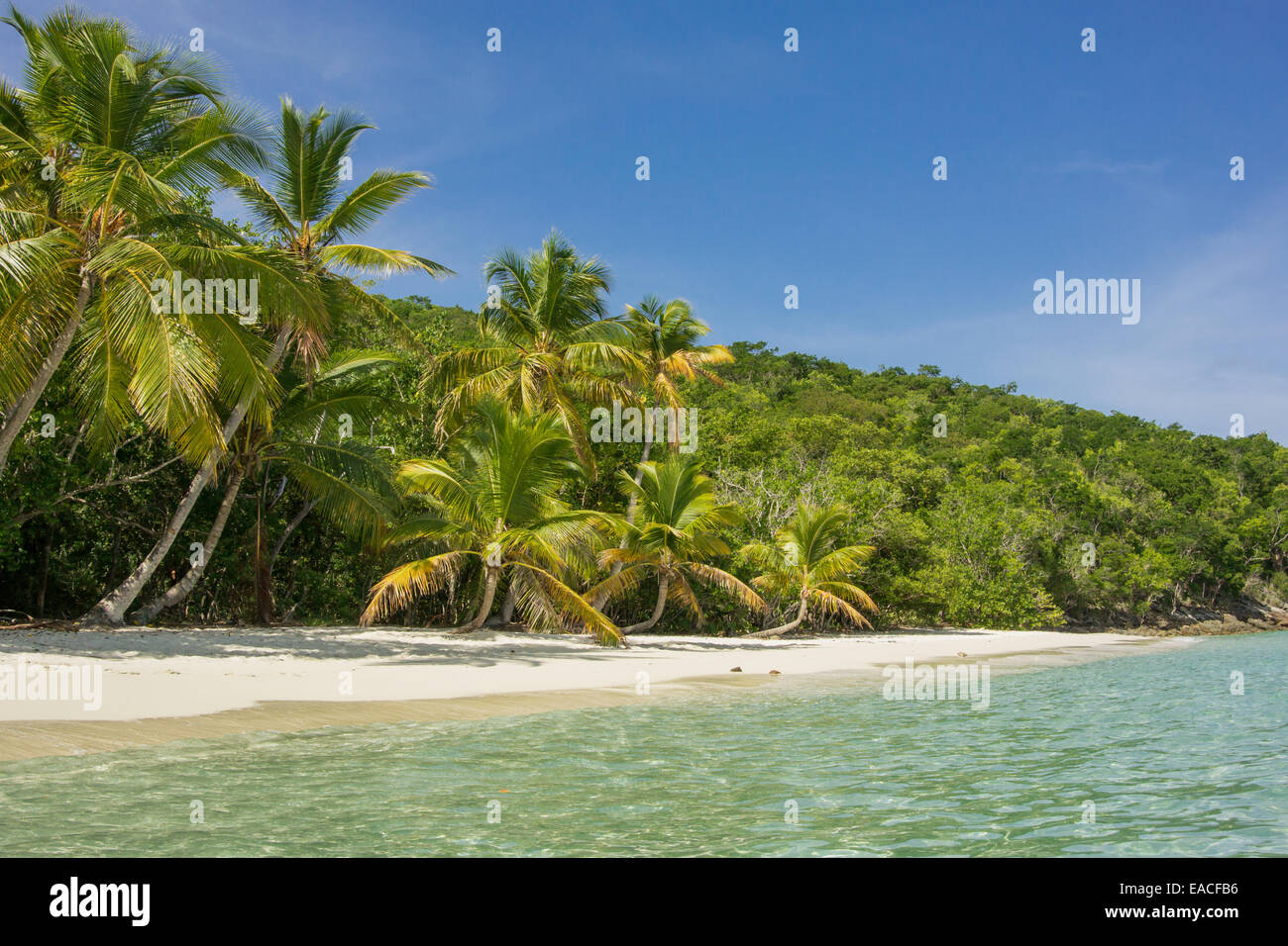 A row of palm trees line the white sandy shoreline of Salomon Bay in St. John Stock Photo