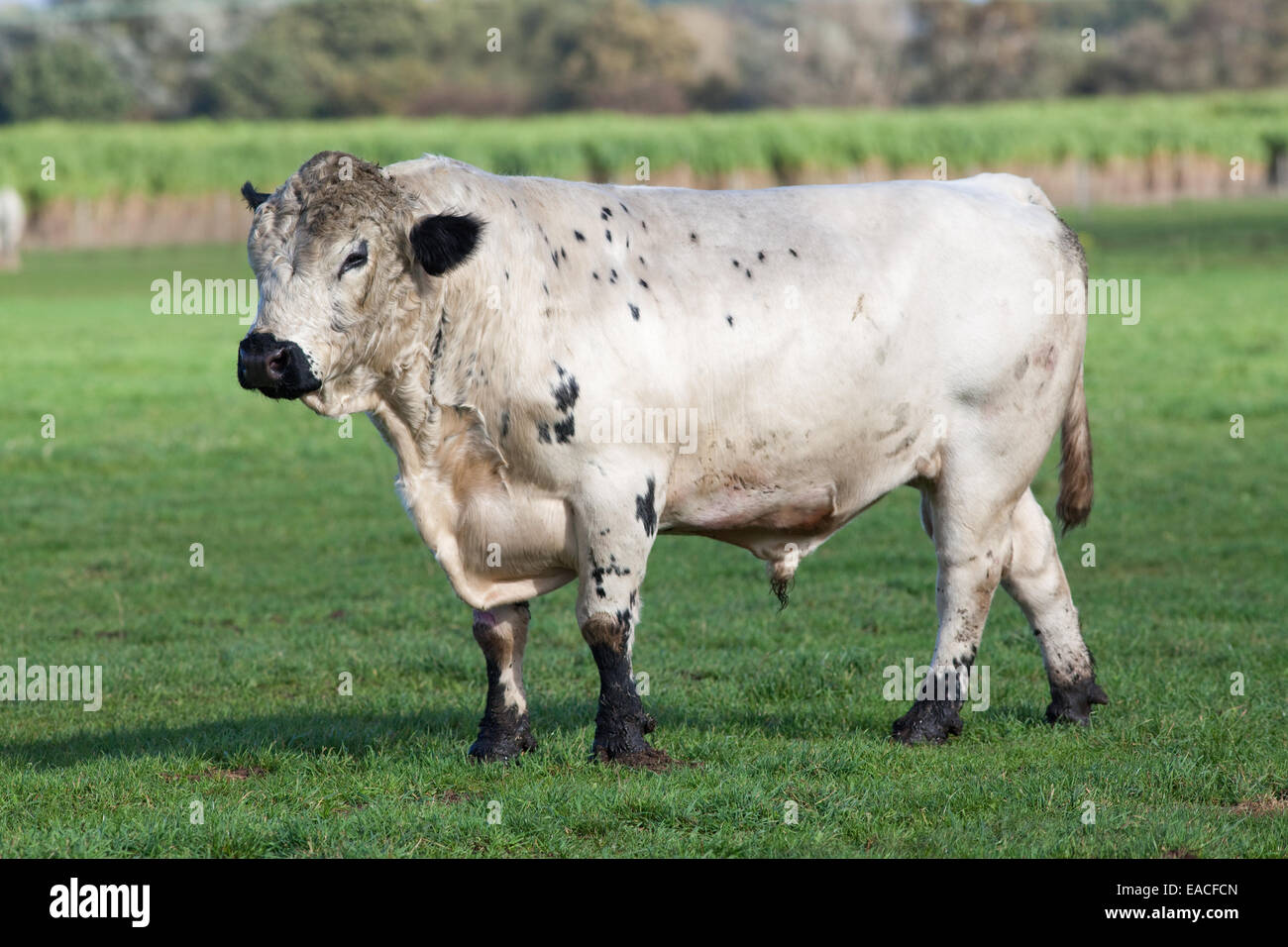 White Park Bull (Bos taurus). Domestic cattle. Polled, - horns removed. Black points of ears, eye-lids, and muzzle shown. Stock Photo