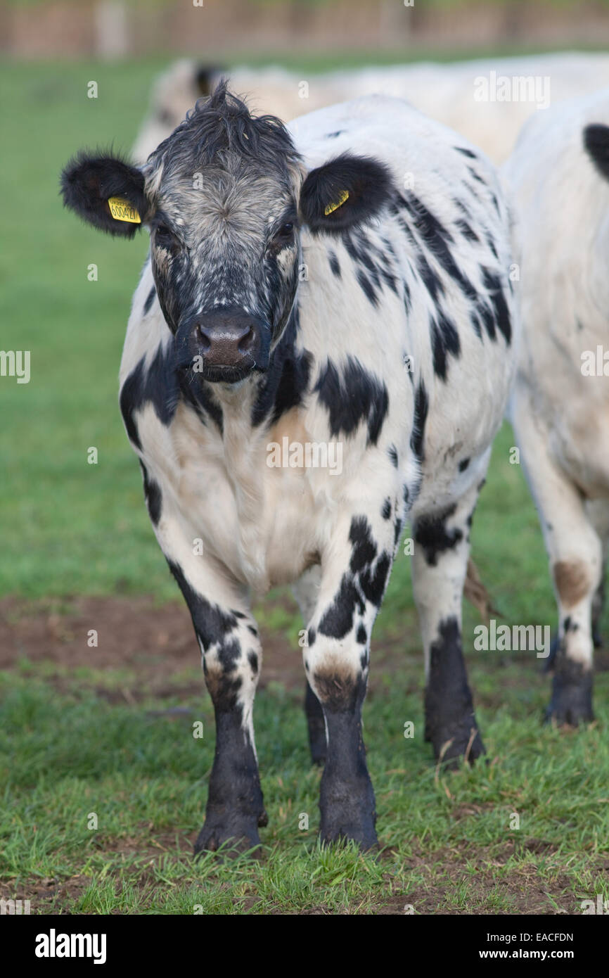 White Park Cow (Bos taurus).  Domestic cattle. Polled, - horns removed. A particularly dark heavily spotted individual. Stock Photo