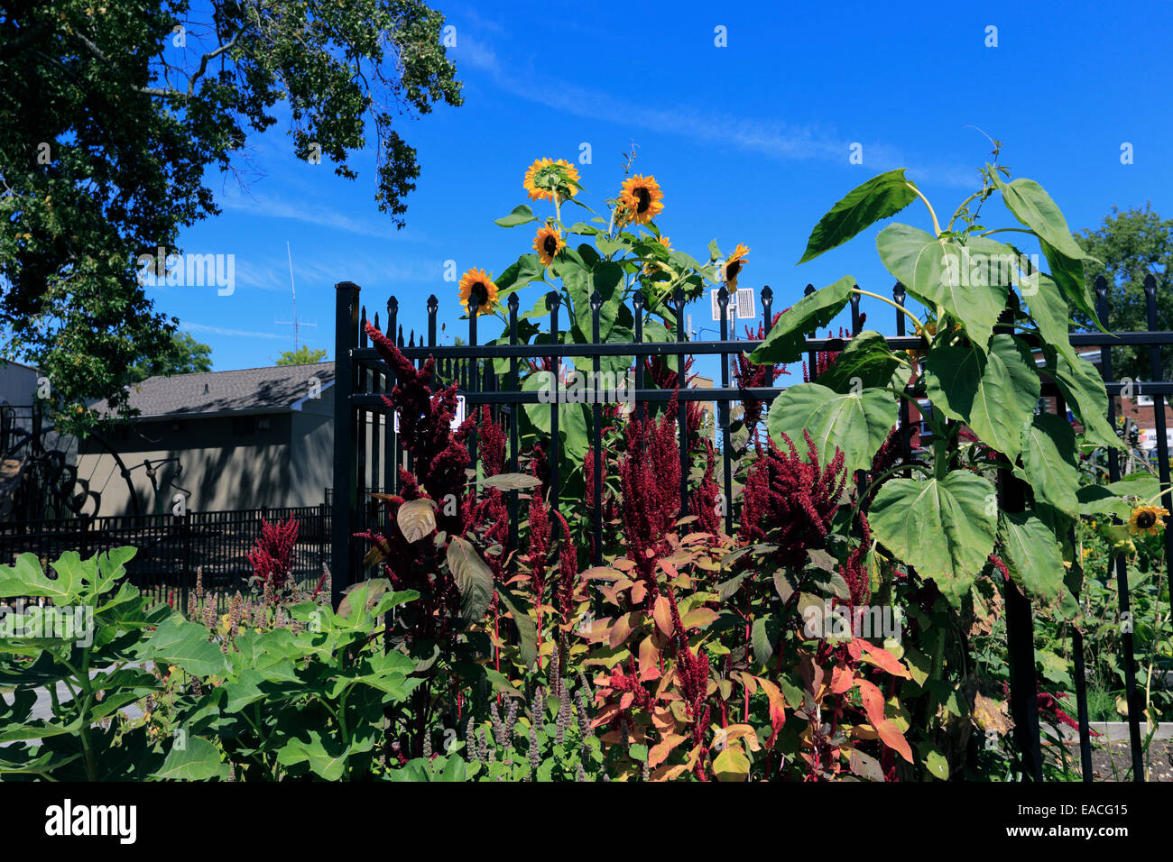 Sunflowers garden fence hires stock photography and images Alamy