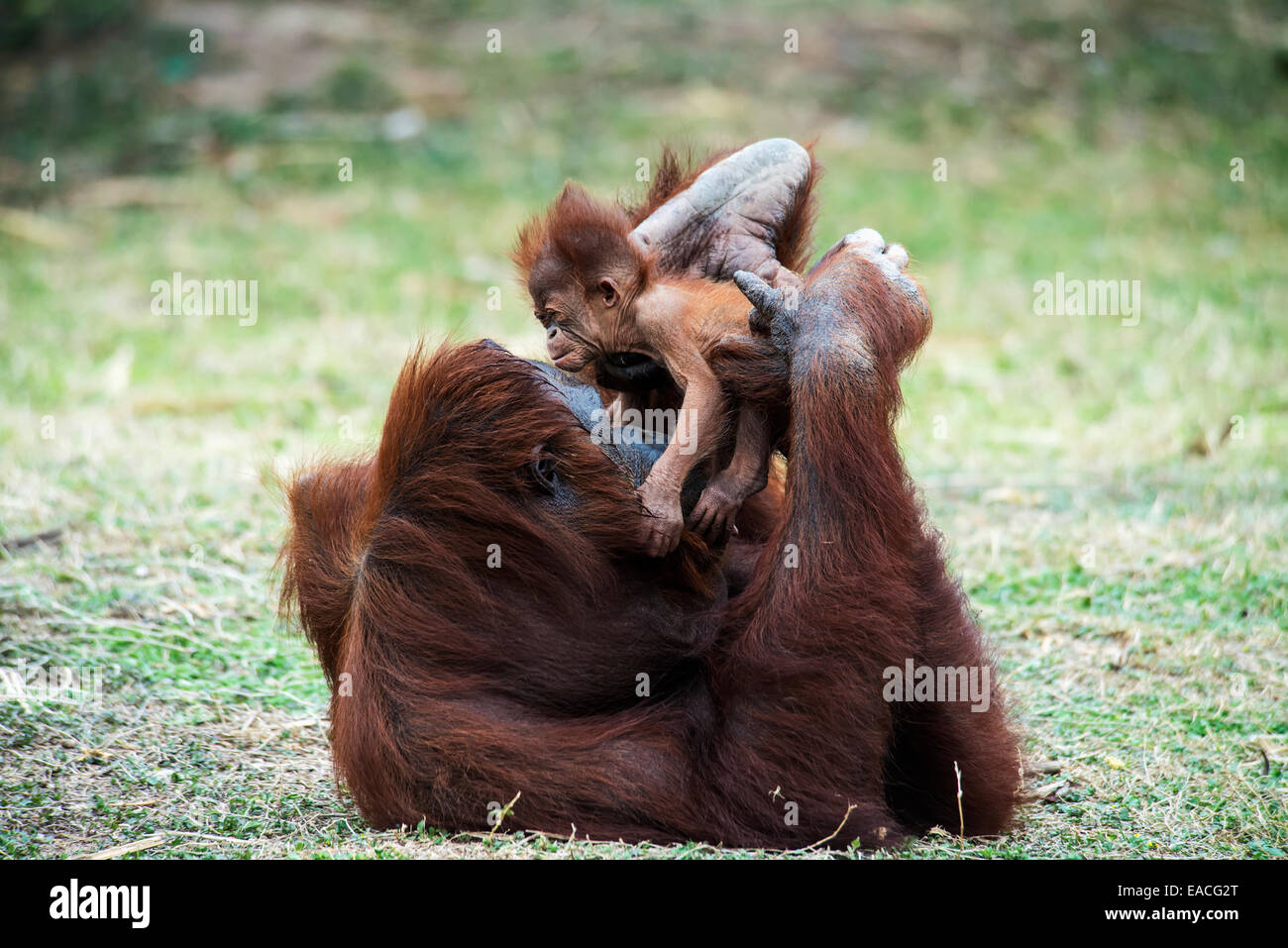 Orangutan side view hi-res stock photography and images - Alamy