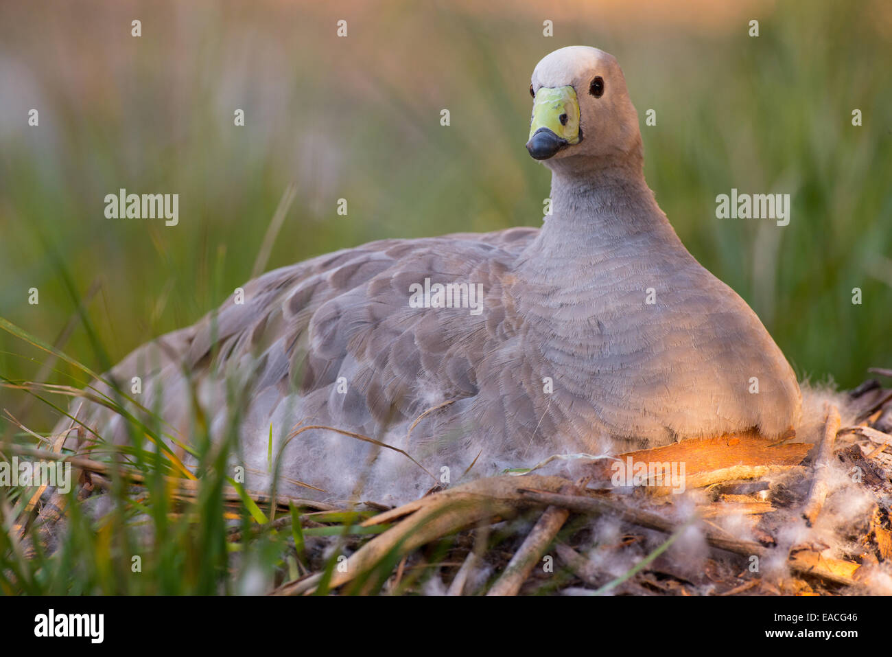 Stock photo of a cape barren goose sitting on a nest, Kangaroo Island, Australia. Stock Photo