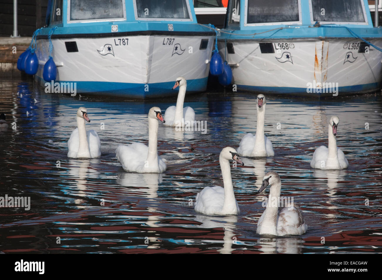Mute Swans (Cygnus olor). Seven swans a swimming. Boatyard. Potter Heigham. Norfok Broads. Front, leading bird, immature plumage Stock Photo