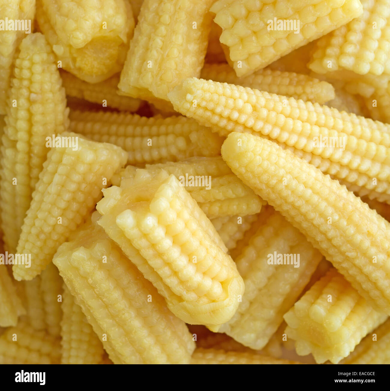 A very close view of small baby corn nuggets. Stock Photo