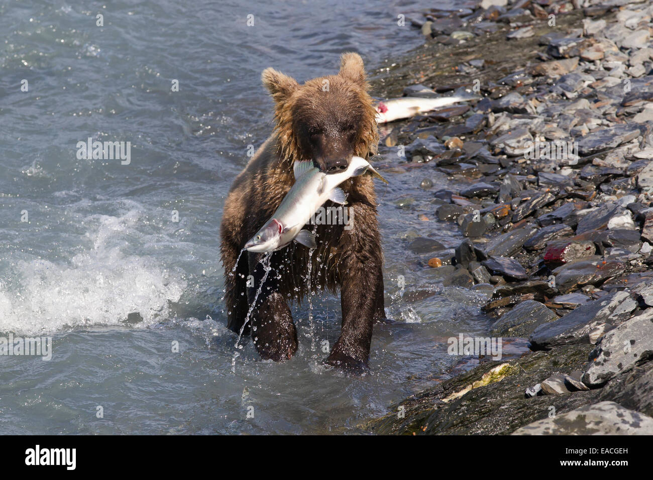 Brown Bear cub (ursus arctos) fishing near the Solomon Gulch Fish