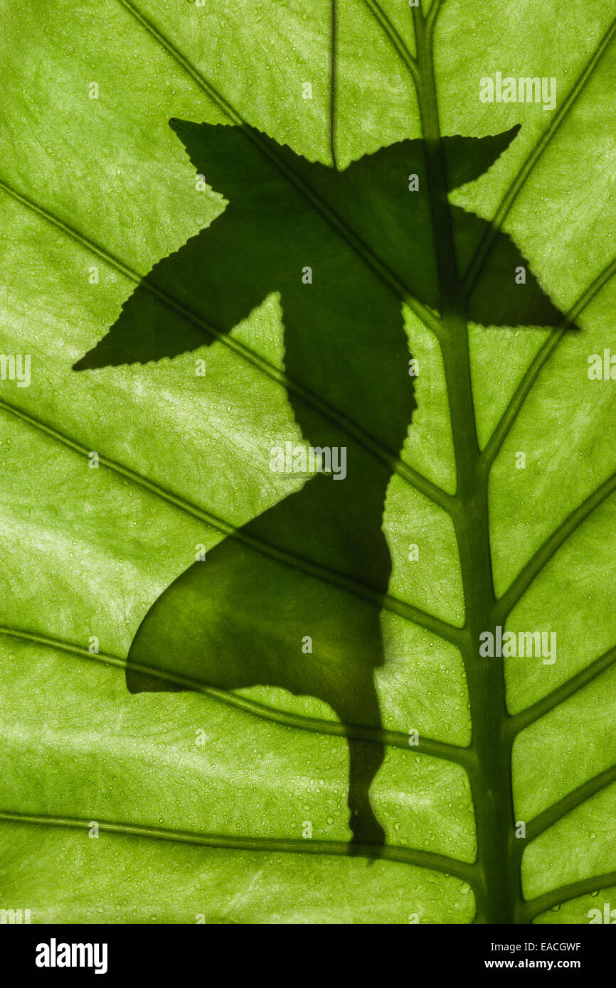 Indian Moon Moth silhouette hanging from Sweetgum leaf. Stock Photo