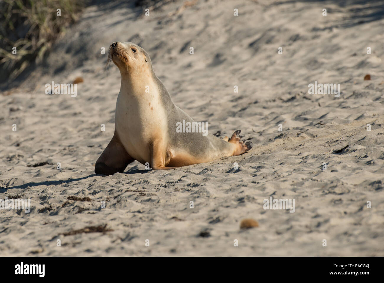 Stock photo of an Australian seal lion with his head raised in the air, Kangaroo Island, Australia. Stock Photo