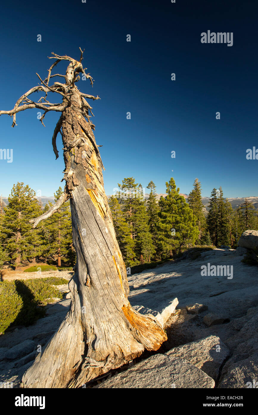 Dead trees on Sentinel Dome in Yosemite National Park, California, USA