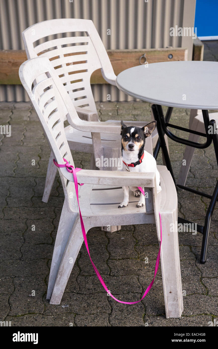 dog patio chair