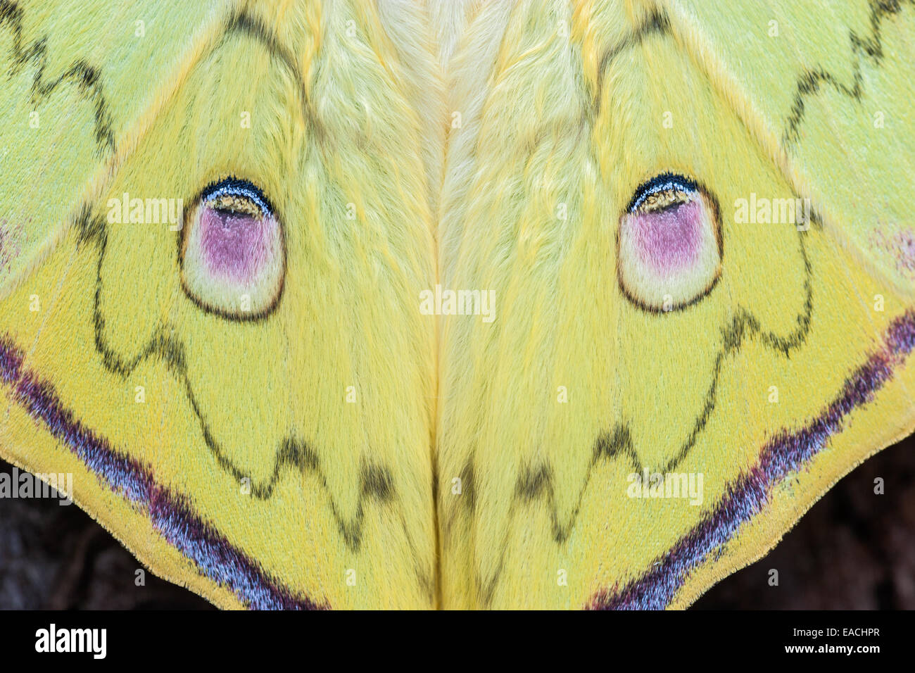 Chinese Moon Moth newly hatched male displaying eyespots. Stock Photo