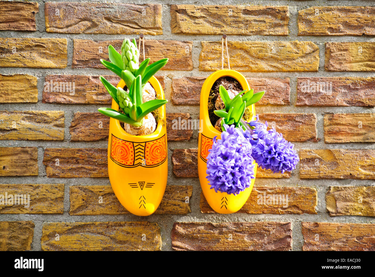Yellow wooden clogs used as planting pots Stock Photo
