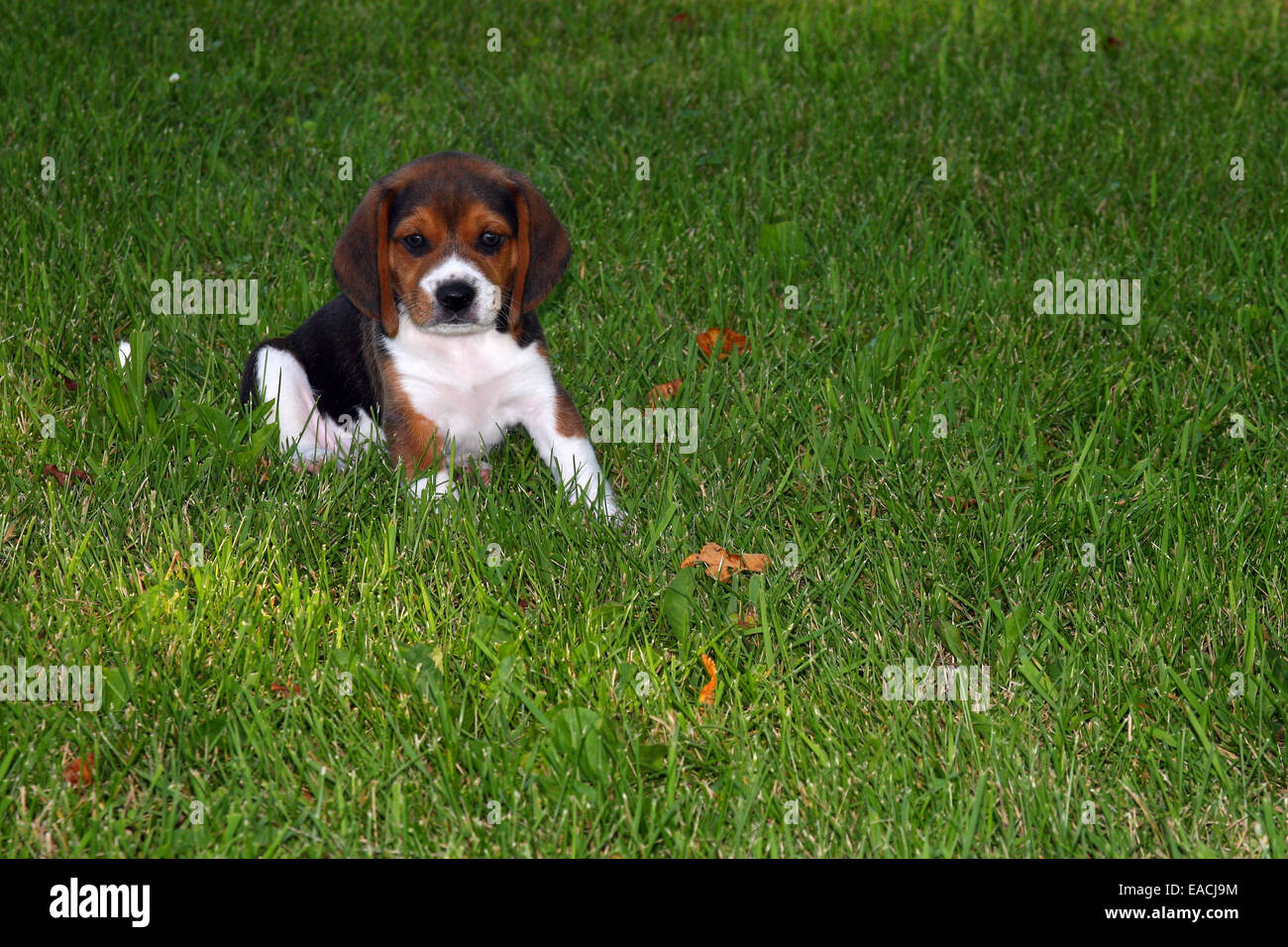 beagle puppy in grass Stock Photo