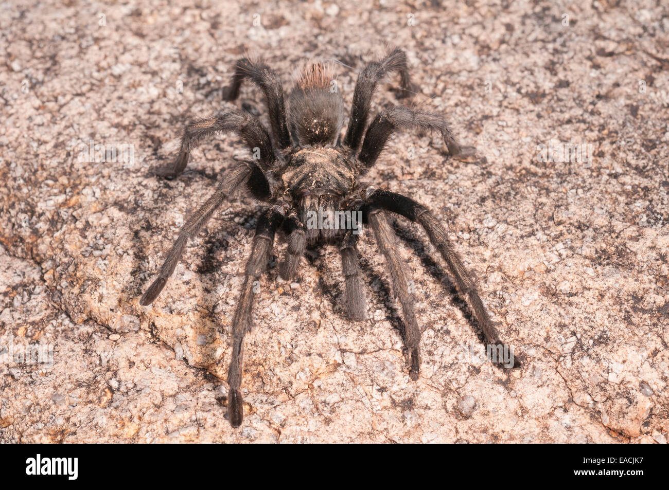 #bubble #spider #nature #desert #awesome Acrylic Print