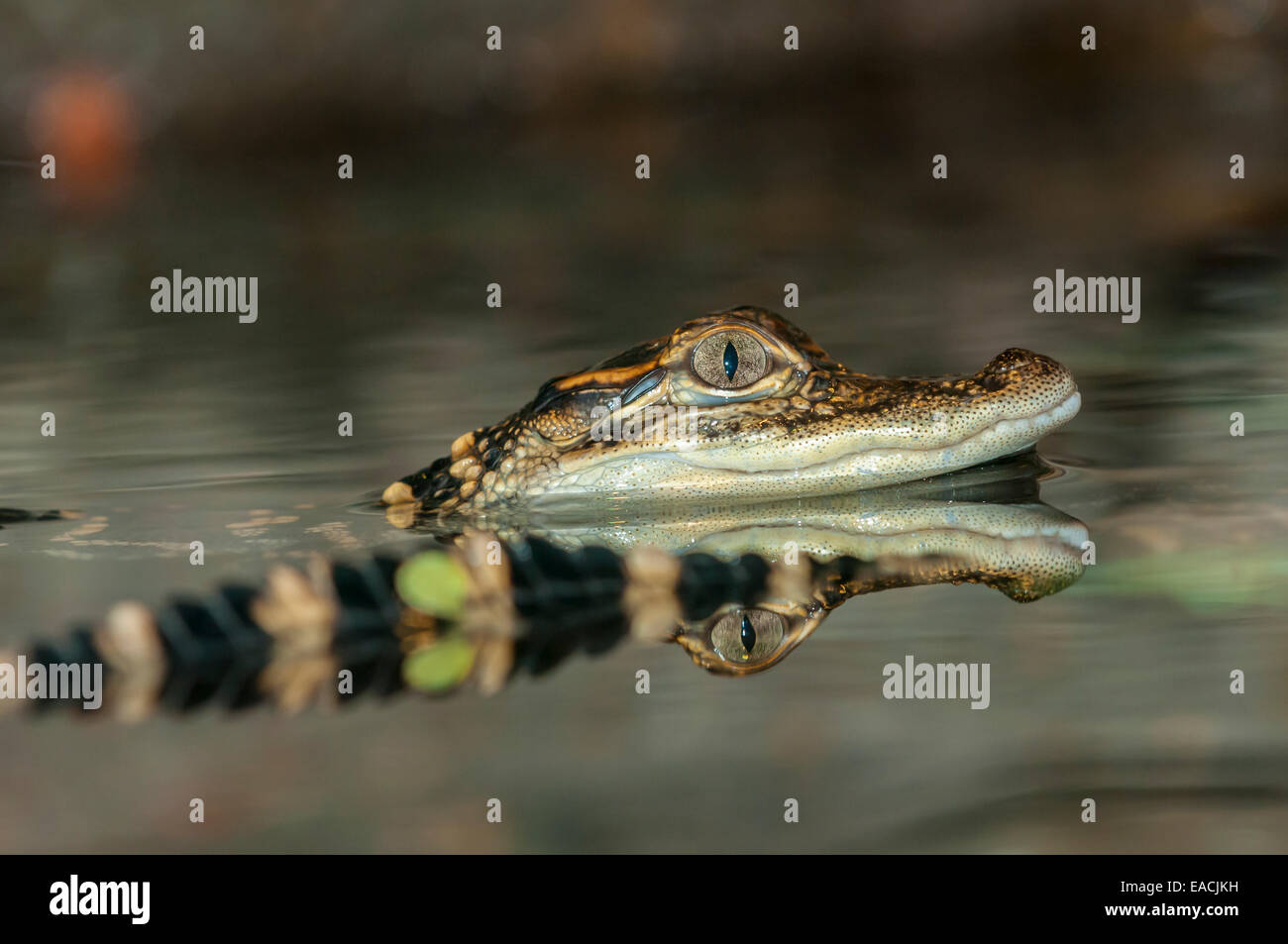 American alligator, Alligator mississippiensis, juvenile Stock Photo ...