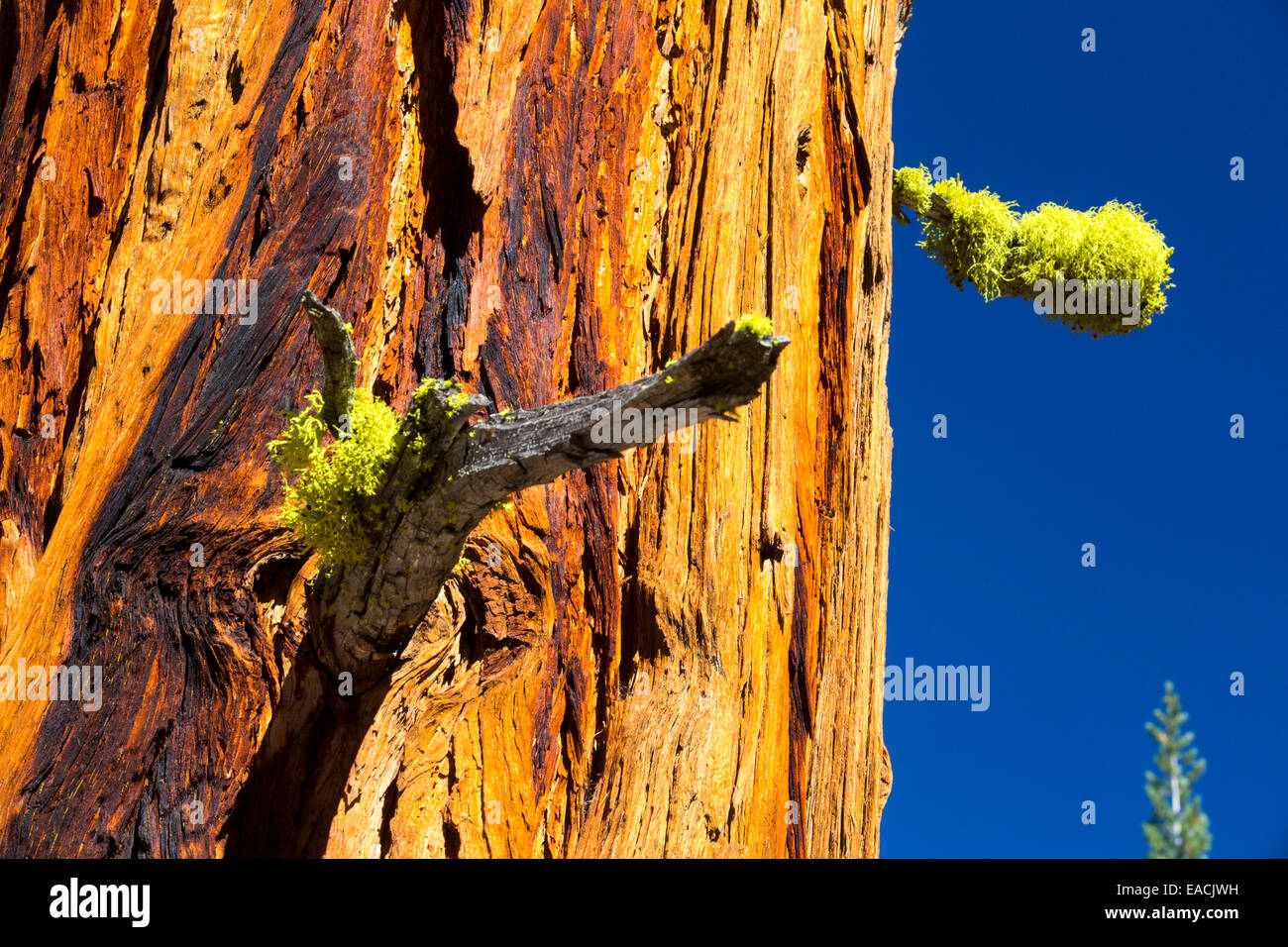 A dead tree above the Nevada Fall in the Little Yosemite Valley