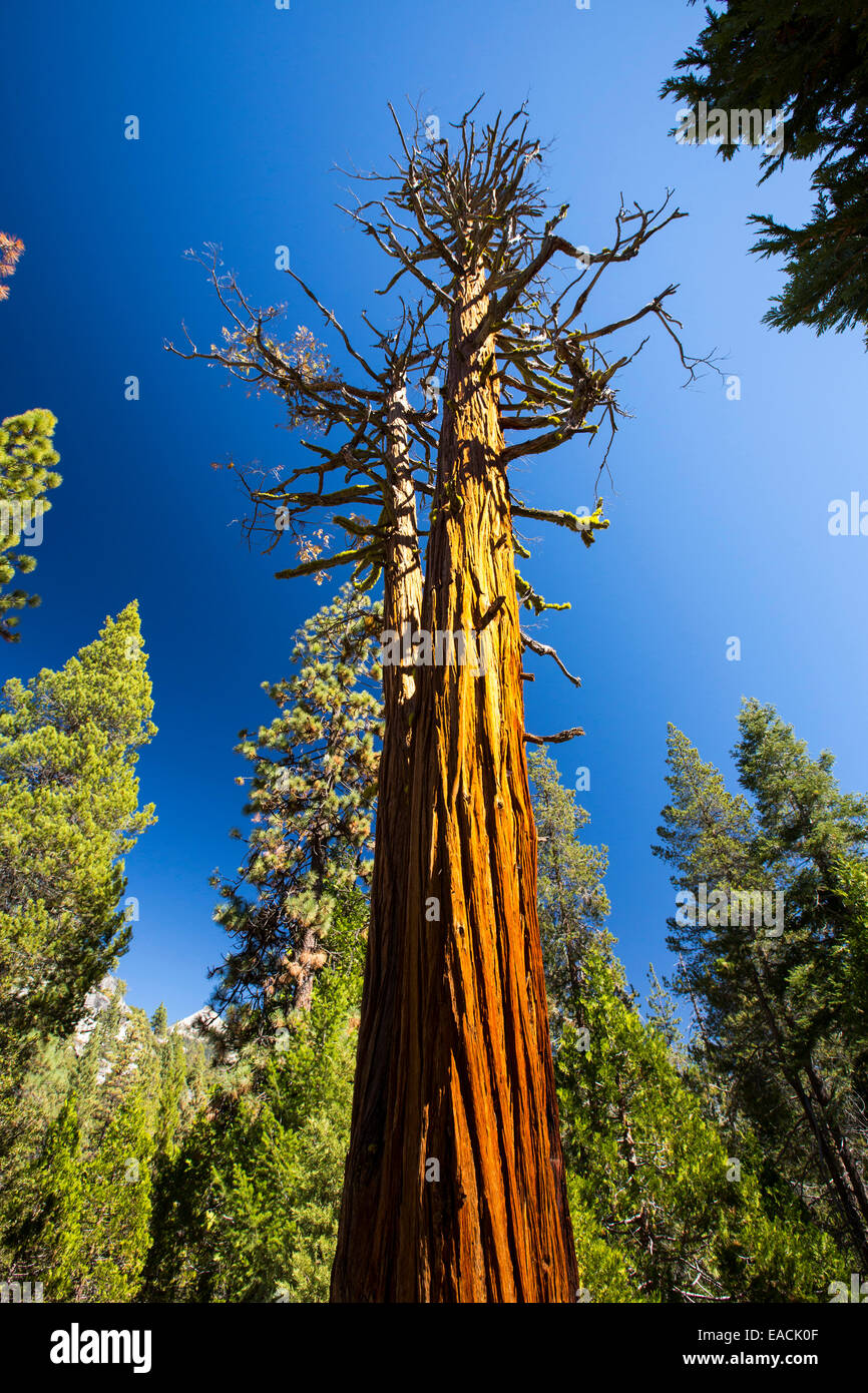 A dead tree above the Nevada Fall in the Little Yosemite Valley