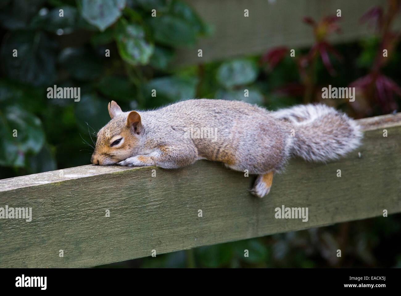 Eastern Gray Squirrel (Sciurus carolinensis) or Grey Squirrel, resting in a garden in the United Kingdom Stock Photo