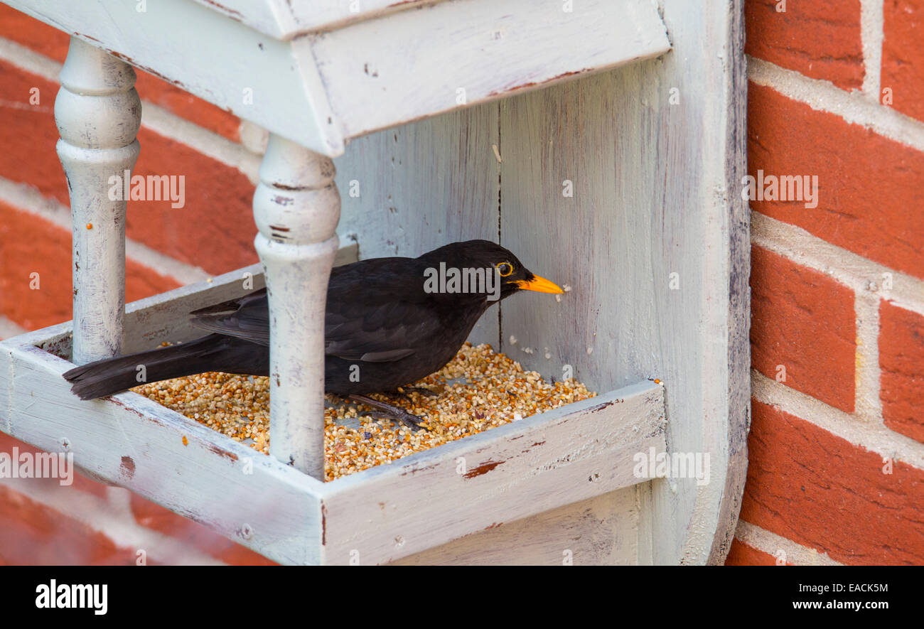 Common Blackbird (Turdus merula) at a bird feeder in the United Kingdom Stock Photo