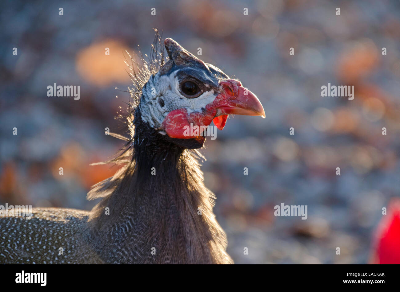 Female Guinea hen, Numida meleagris, side view in afternoon light in farmyard, Fall, Yarmouth ME Stock Photo