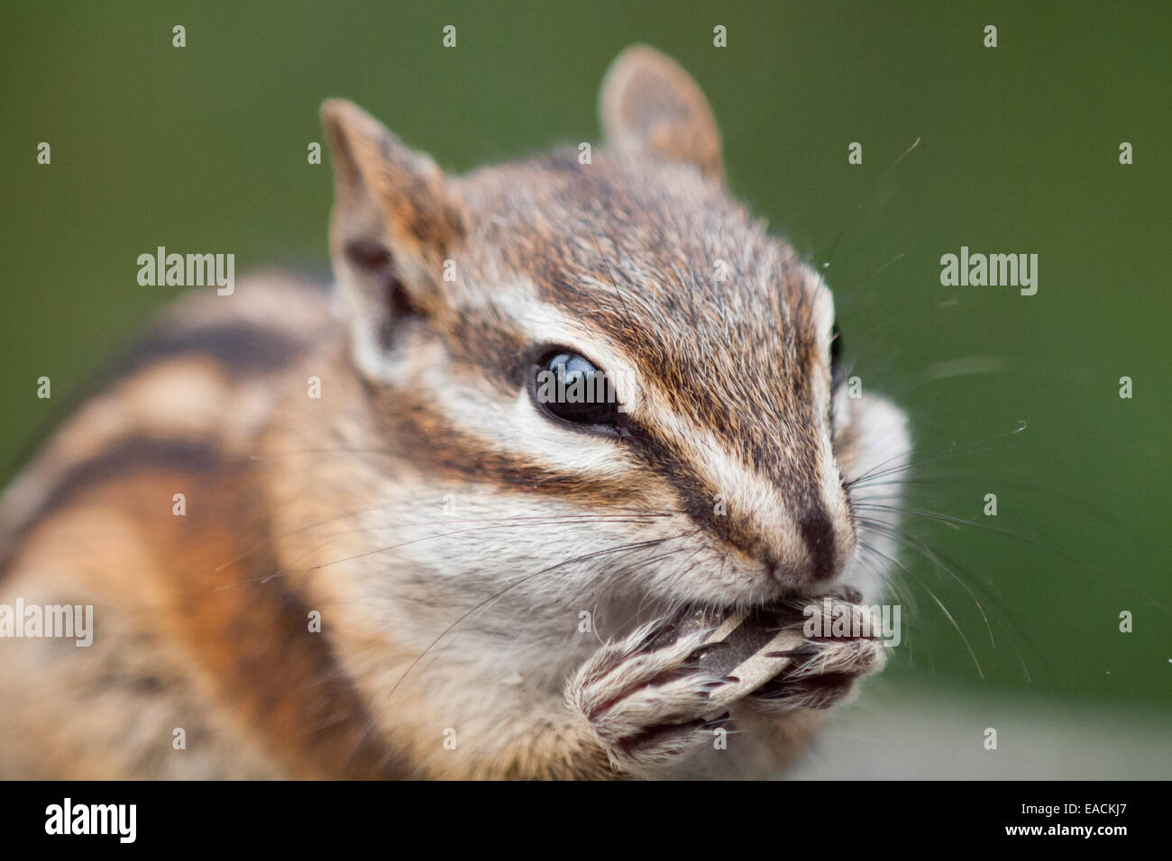 A cute Least Chipmunk (Tamias minimus) with chubby cheeks feeds on sunflower seeds. Stock Photo